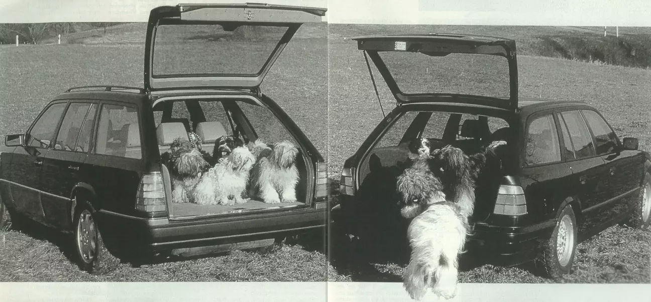 Место для животных: тибет-терьерам нравятся оба соперинка