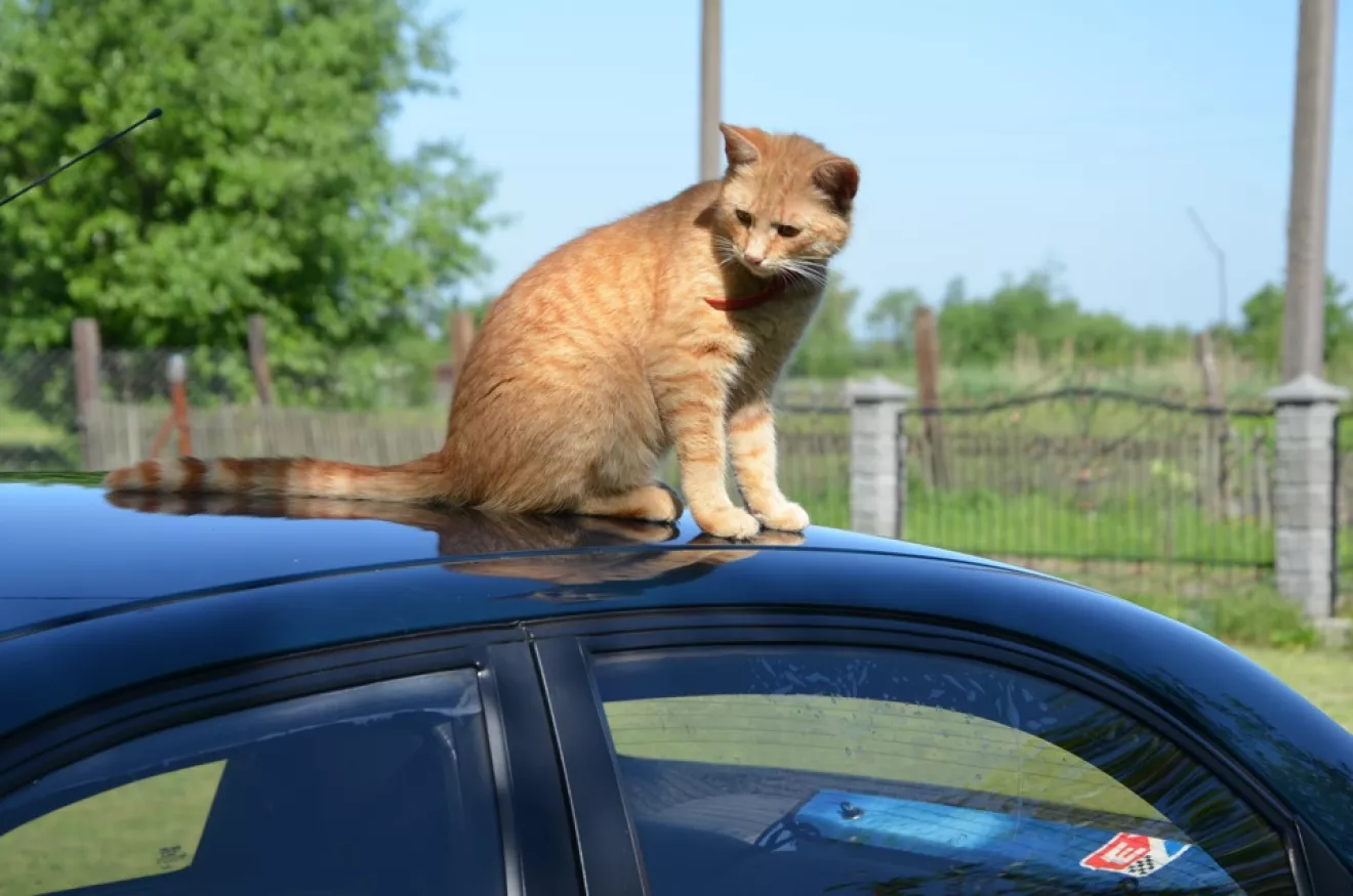 Daewoo Lanos Замена старой тонировки | DRIVER.TOP - Українська спільнота  водіїв та автомобілів.