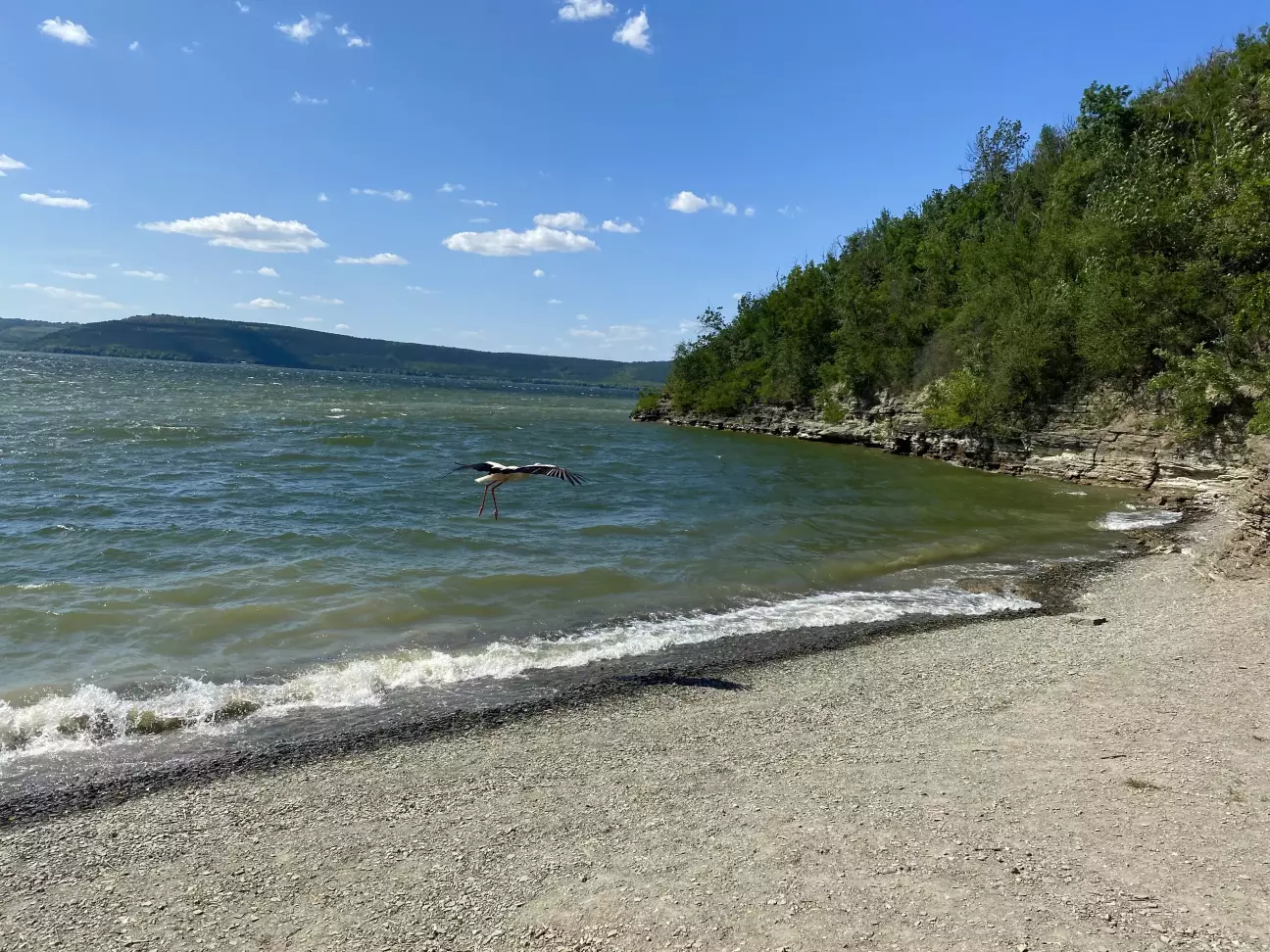 Лелека перелітав з місця на місце і ловив їжу 😍