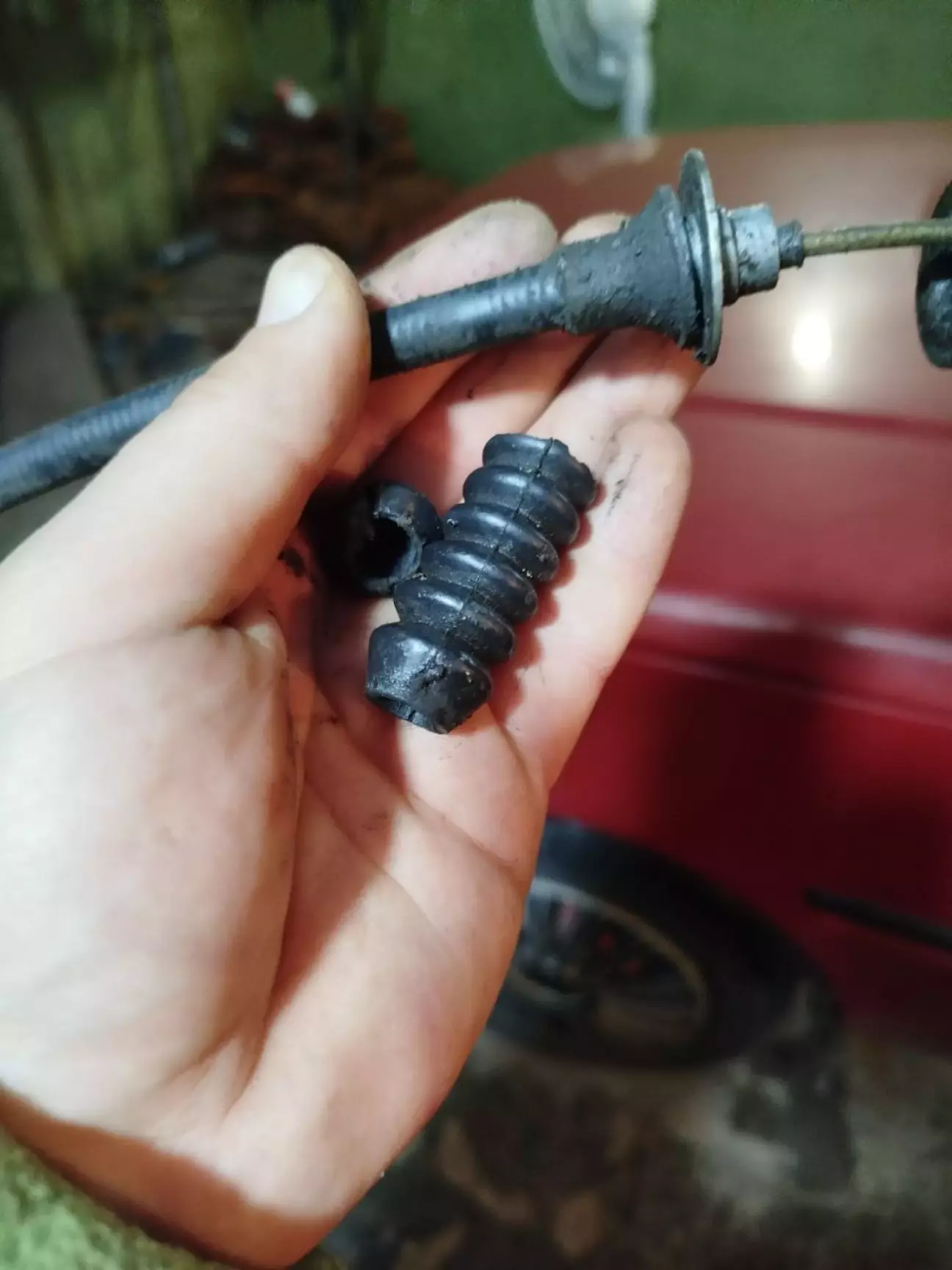 Пильник дубовий, ним легко можна забивати цвяхи