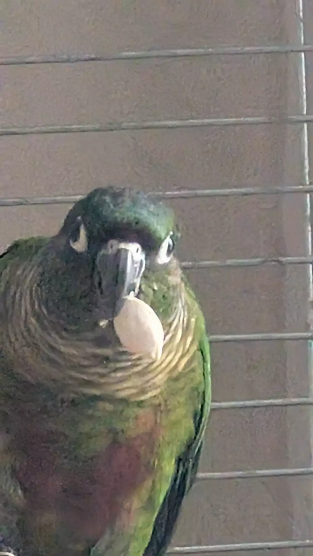 Не можу знайти фото останні, тому тримайте папугу(Гачі)