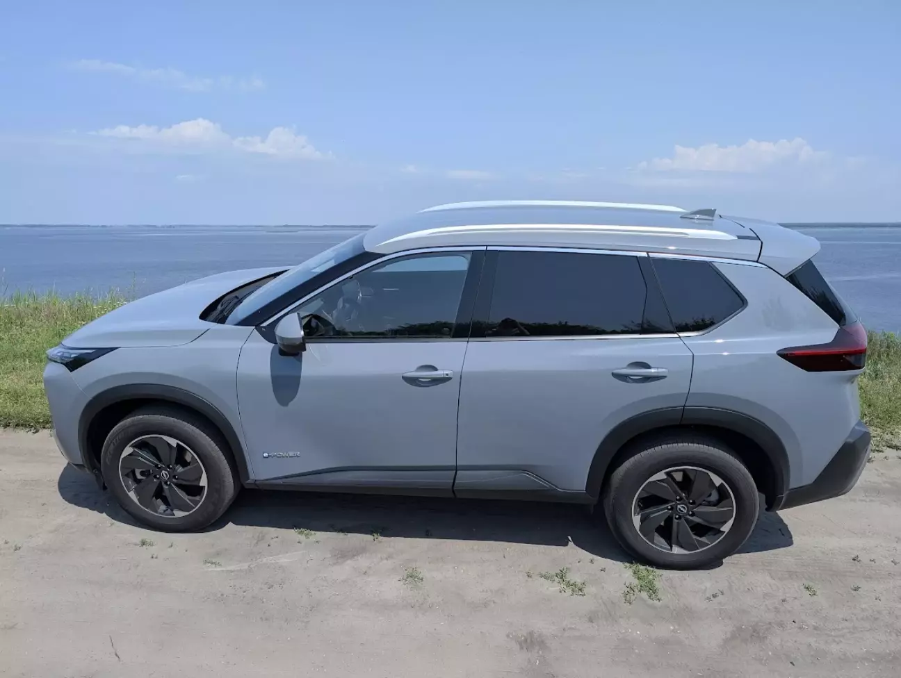 Дельфін влітку