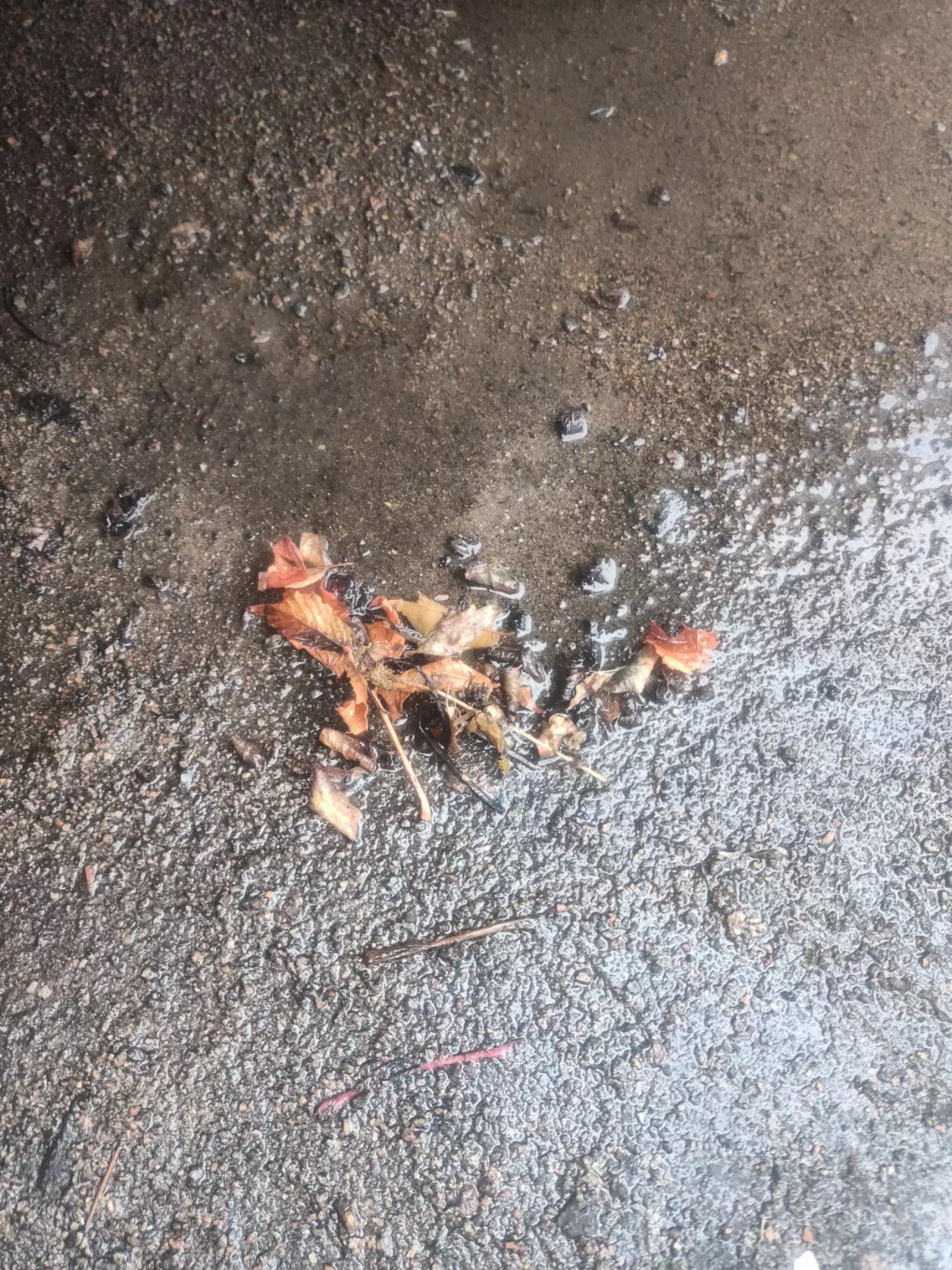 Теж практично чисто. Тільки листя