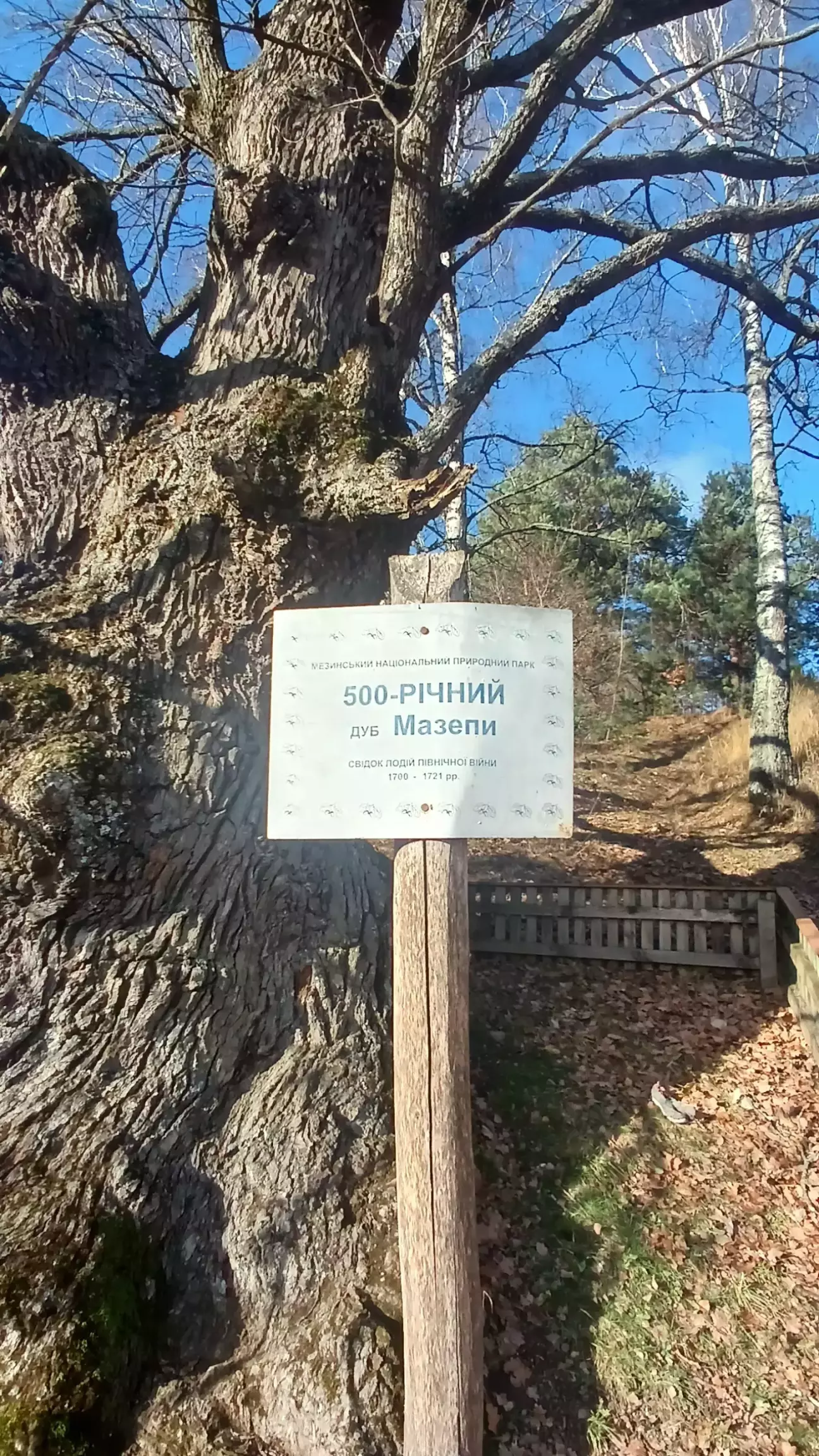 Дуб свідок північної війни 1700-1720рр