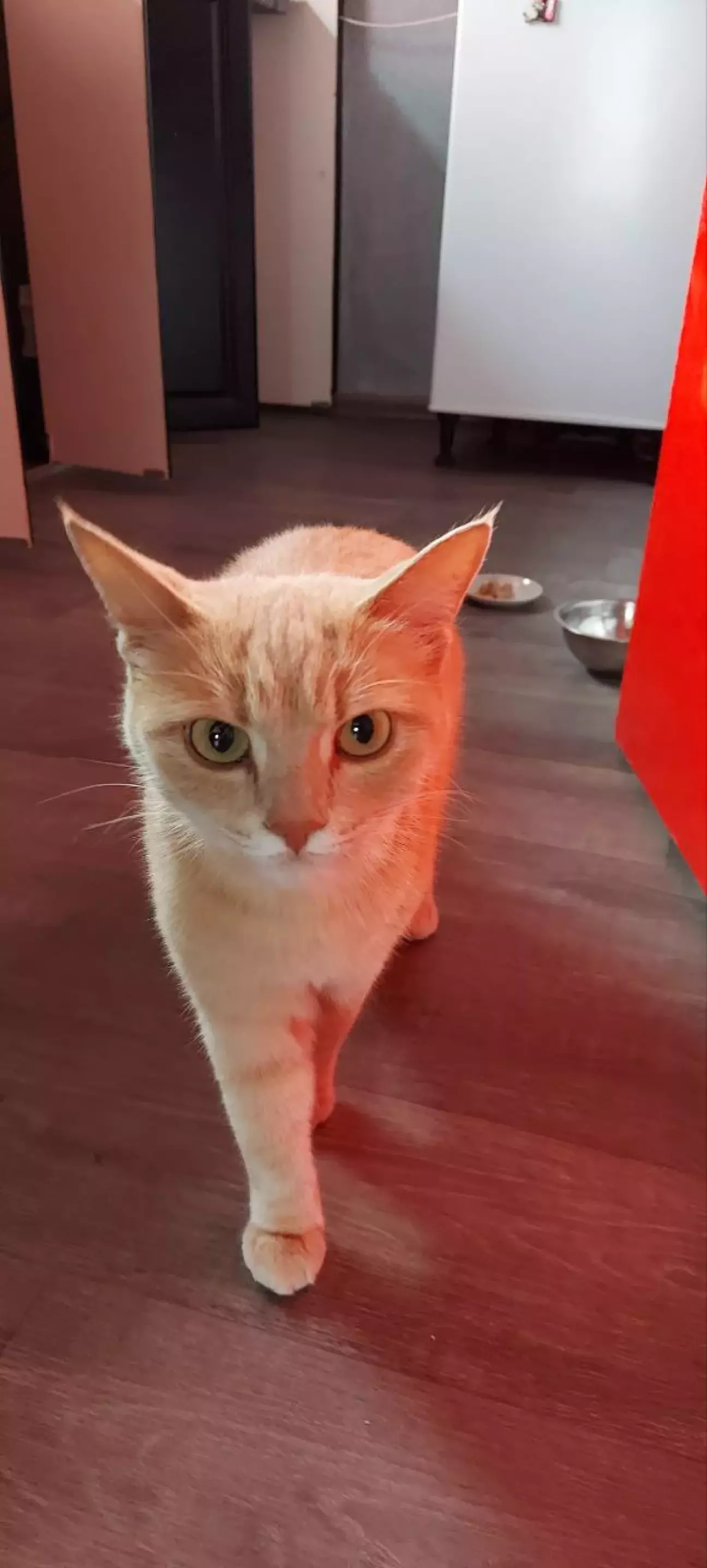 Шо означає твоє ,,я втомився і не піду пірнати за рибою,,?)