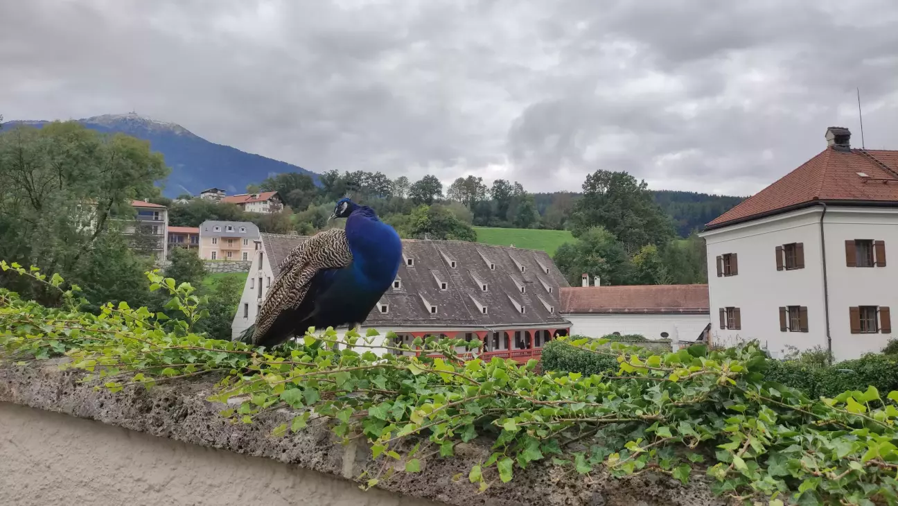 павич вільно гуляє замковою територією