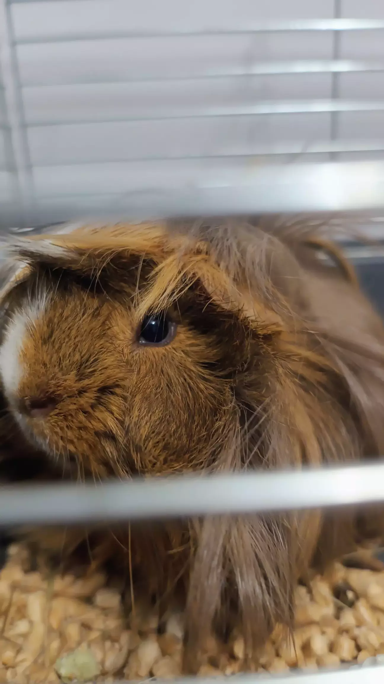 Це Мушу. Він їзде на задньому сидінні ))