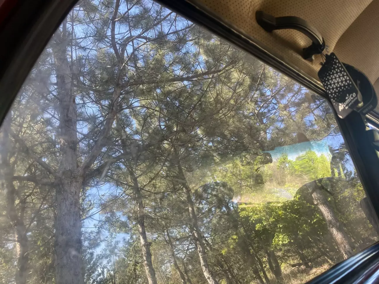 Мальовничі пейзажі соснового бору)