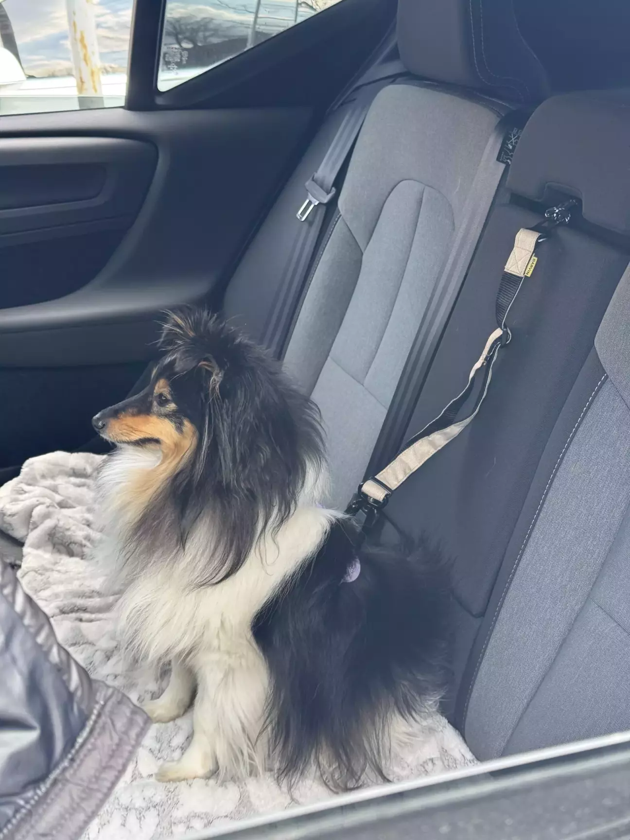 Кенді) Зі своїм паском безпеки