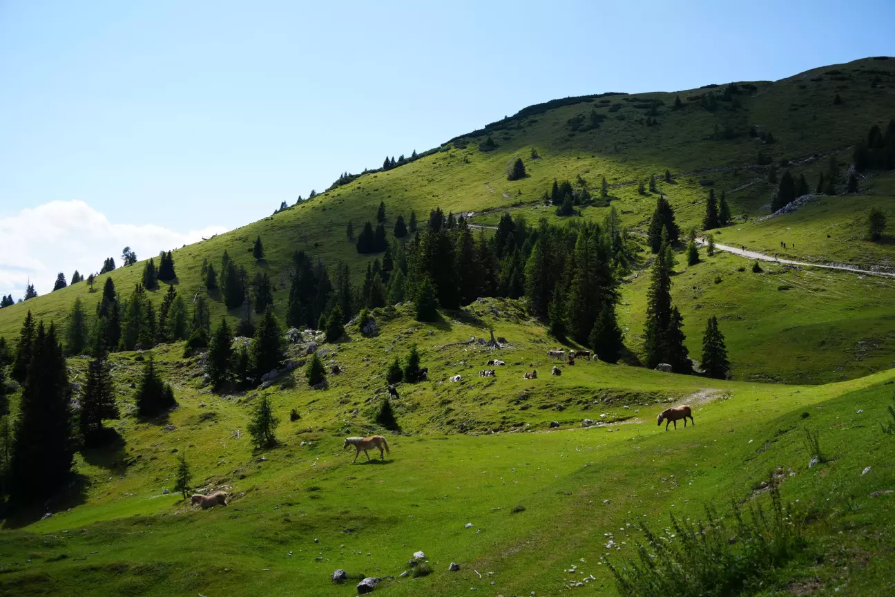Коні та корови на горах Dobratsch - Rosstratte